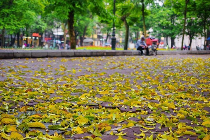Hanoi's beauty in the season of falling leaves - ảnh 4