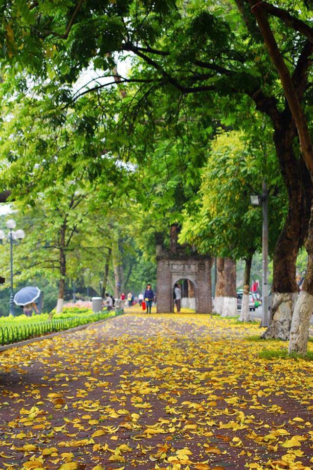 Hanoi's beauty in the season of falling leaves - ảnh 6