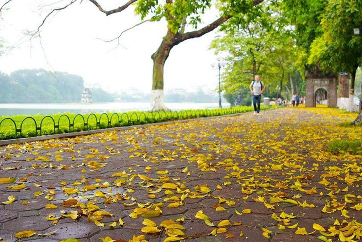 Hanoi's beauty in the season of falling leaves - ảnh 7