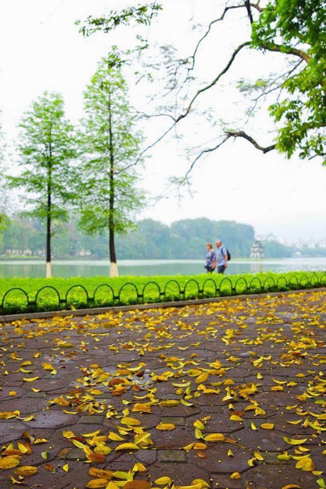 Hanoi's beauty in the season of falling leaves - ảnh 8