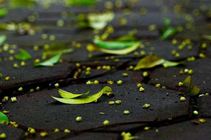 Hanoi's beauty in the season of falling leaves - ảnh 10