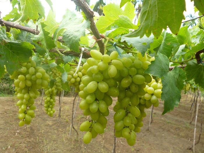 Ninh Thuan in grape-harvesting season - ảnh 8