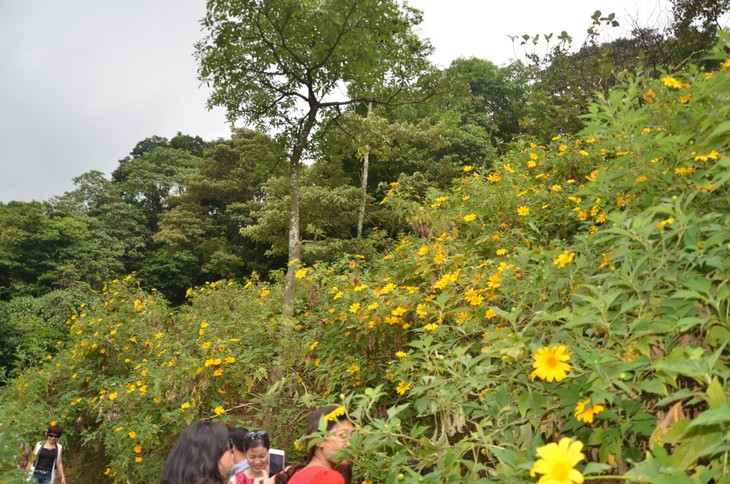 Wild sunflowers brighten Ba Vi National Park - ảnh 5