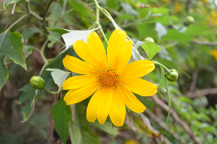 Wild sunflowers brighten Ba Vi National Park - ảnh 1