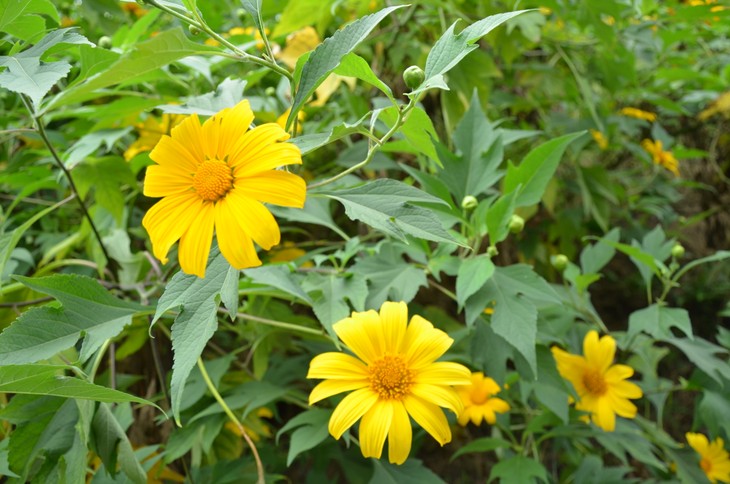 Wild sunflowers brighten Ba Vi National Park - ảnh 2