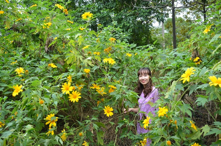 Wild sunflowers brighten Ba Vi National Park - ảnh 7