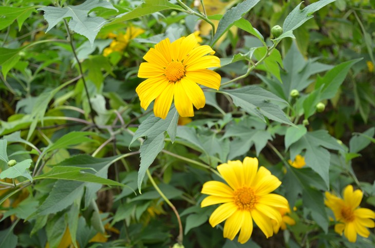 Wild sunflowers brighten Ba Vi National Park - ảnh 3