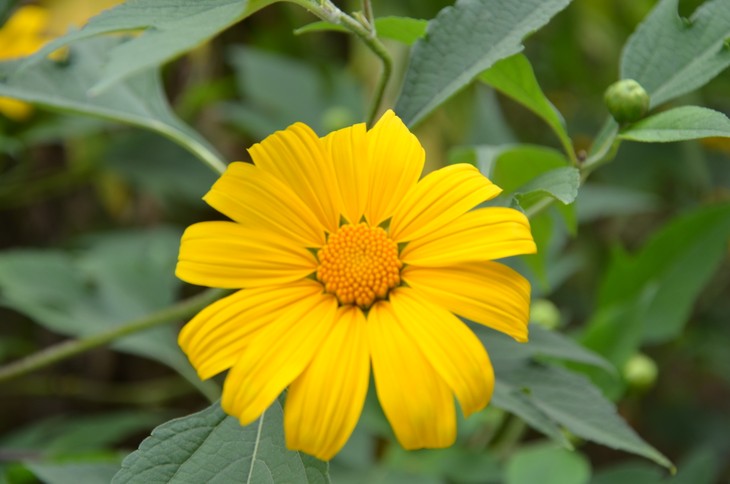 Wild sunflowers brighten Ba Vi National Park - ảnh 4