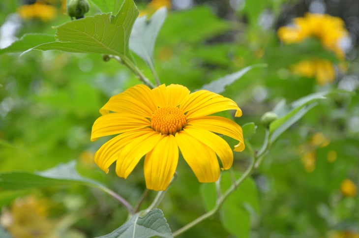 Wild sunflowers brighten Ba Vi National Park - ảnh 12