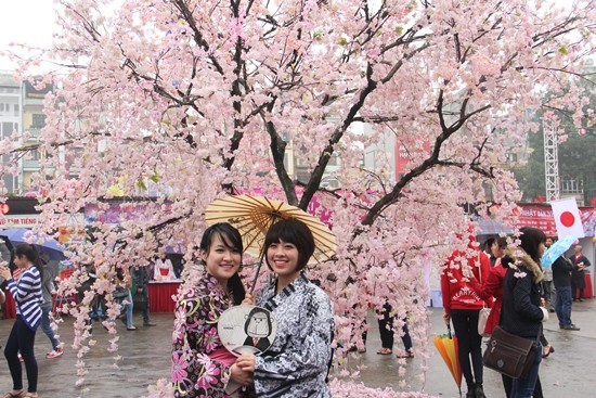 Japanese cherry trees planted in Hanoi - ảnh 1