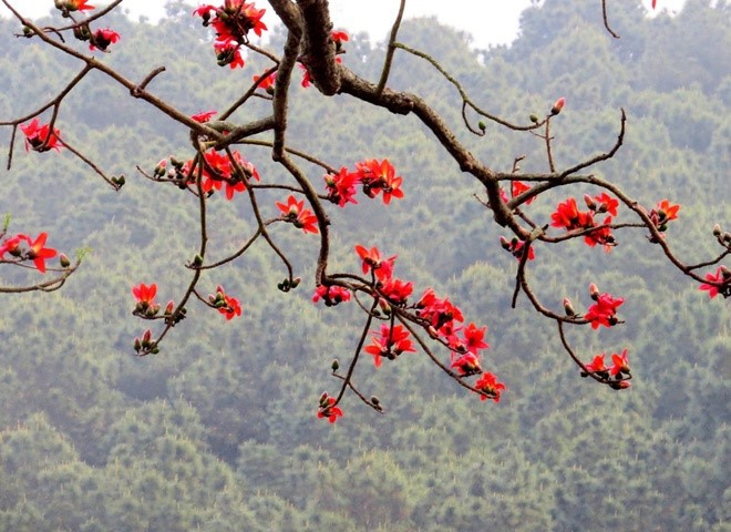 Red silk cotton trees in full bloom in Do Son  - ảnh 13