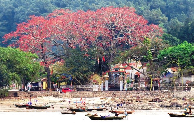 Red silk cotton trees in full bloom in Do Son  - ảnh 1