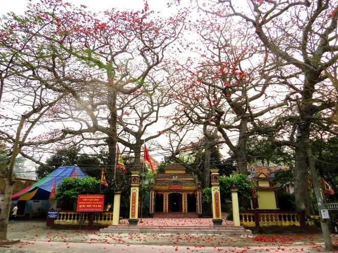 Red silk cotton trees in full bloom in Do Son  - ảnh 2