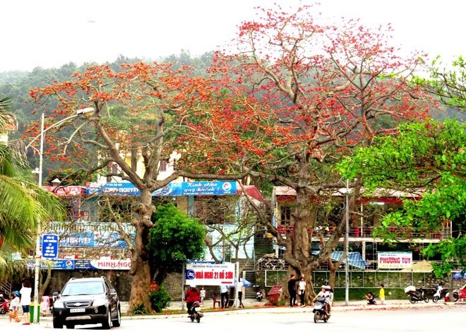 Red silk cotton trees in full bloom in Do Son  - ảnh 5