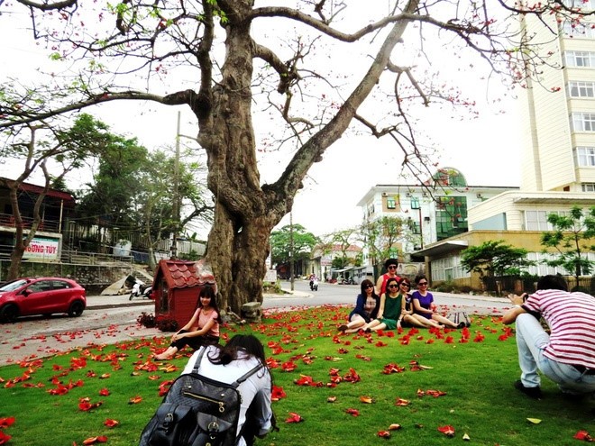 Red silk cotton trees in full bloom in Do Son  - ảnh 9