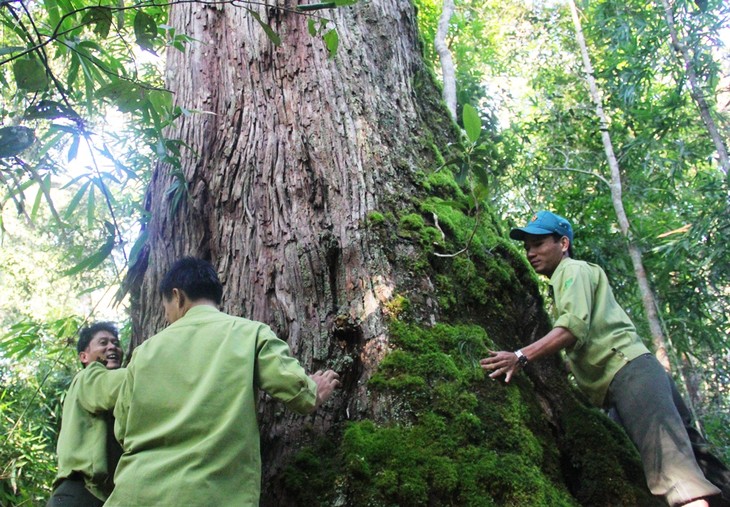 A population of perennial fokienia trees in Quang Nam recognized as heritage trees - ảnh 1