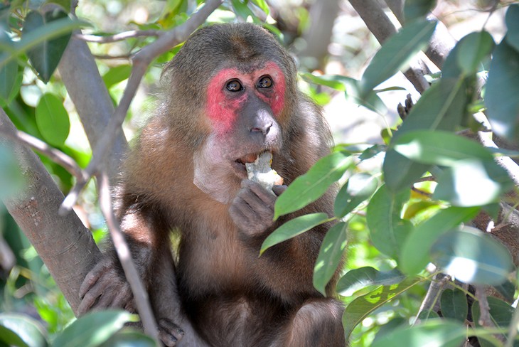 Ba Mun island - a paradise for wild animals - ảnh 4