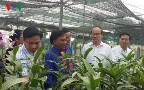 Dong Thap urged to create rice, flower varieties  - ảnh 1