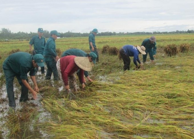 Seeds given to provinces hard hit by natural disasters - ảnh 1