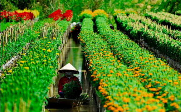 Visiting flower villages in Dong Thap Muoi - ảnh 2