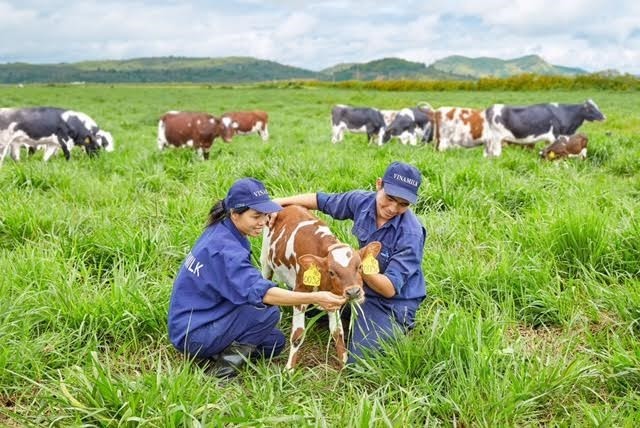 Vinamilk opens first European-standard dairy farm in Vietnam - ảnh 1