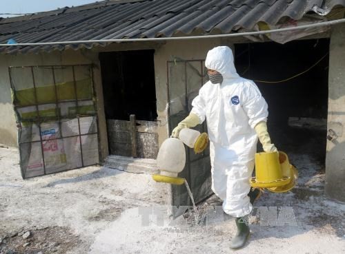 New A/H5N6 avian flu outbreak spotted in Quang Tri - ảnh 1
