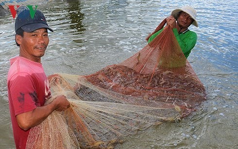 National action program to develop shrimp industry launched - ảnh 1