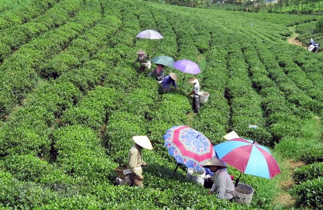 Festival promotes Thai Nguyen’s tea products - ảnh 1