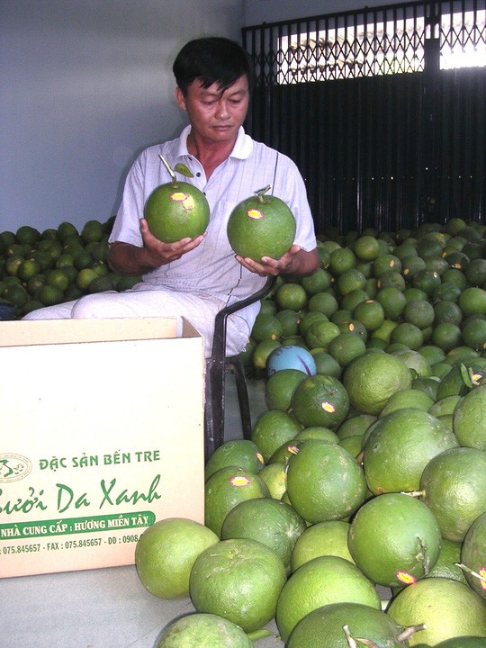 Ben Tre’s pomelo earns geographical indication - ảnh 1