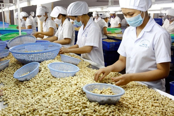 Binh Phuoc cashew receives geographical indication - ảnh 1