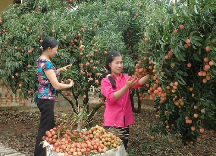 Localities promote litchi trading - ảnh 1