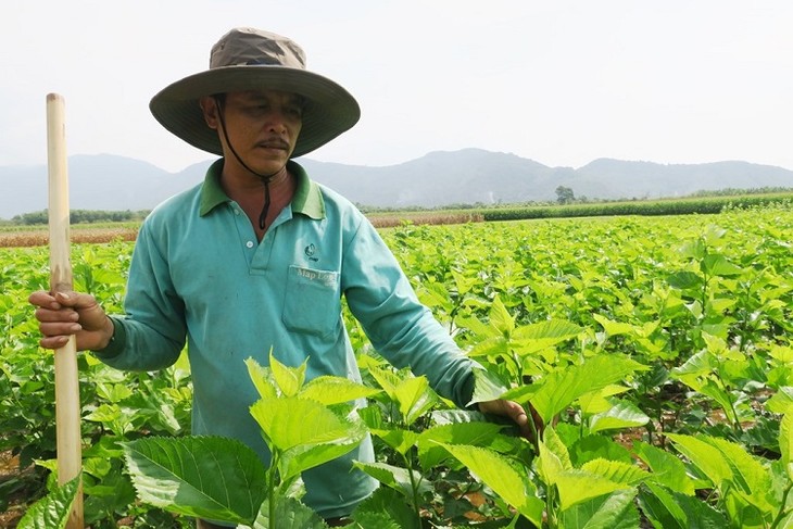 Growing mulberries, raising silkworms boosts income of farmers  - ảnh 2