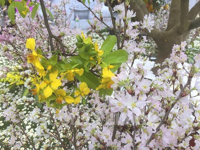 Cherry blossom, yellow ochna flower festival brightens Yen Tu mountain - ảnh 1