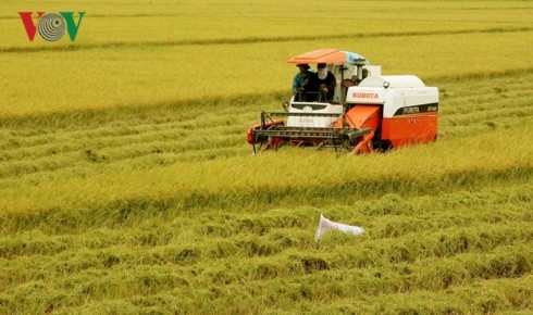 Vietnam needs new vision for rice production - ảnh 1