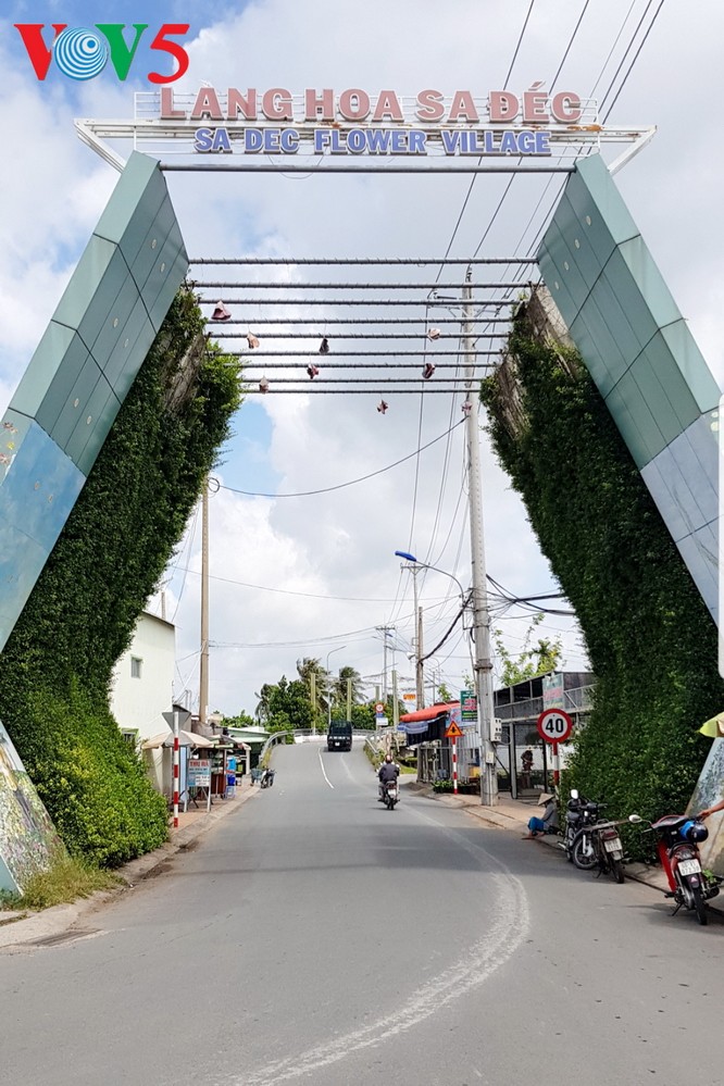 Sa Dec village,  flower capital of the Mekong Delta - ảnh 1
