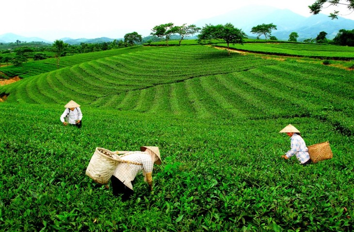 Vietnam exports 14,000 tonnes of tea to Taiwan in nine months - ảnh 1