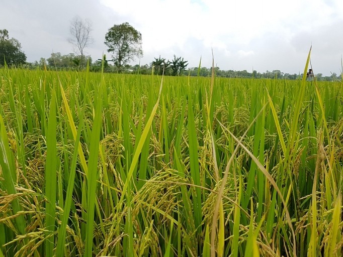 Mekong delta harvests record high rice yield - ảnh 1