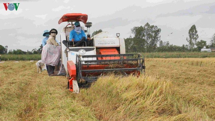 Mekong Delta’s key role in national food security - ảnh 1