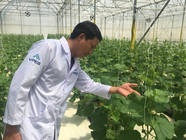 Binh Thuan’s farm produce finds way to world market - ảnh 2