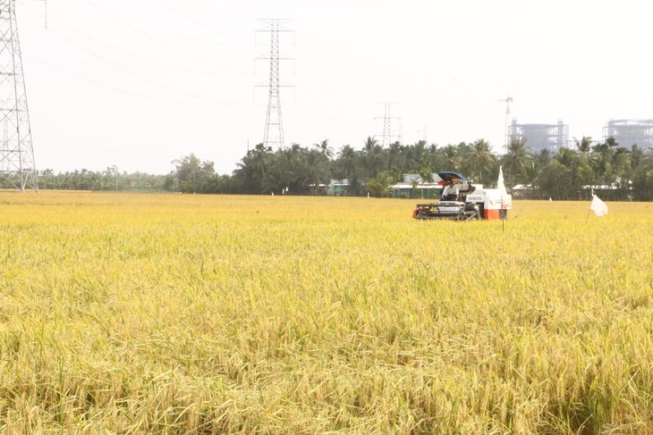 Soc Trang saves winter-spring crop from drought, saltwater intrusion - ảnh 2