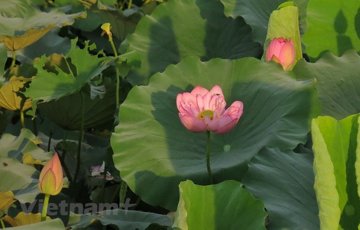 Lotus scented tea, a special treat of summer - ảnh 10