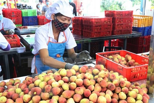 Hai Duong’s fresh lychees exported to Thailand for first time - ảnh 1
