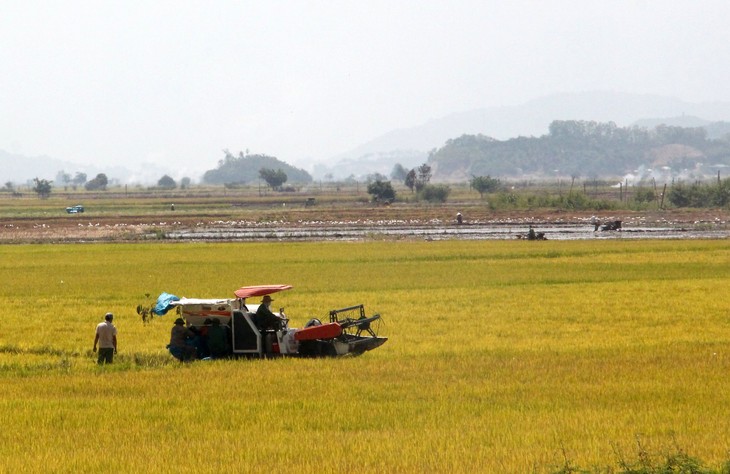 Farmers enjoy a bumper harvest in Dak Lak province - ảnh 1