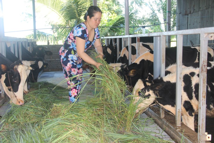 Dairy cow farming proves beneficial in Soc Trang province - ảnh 1
