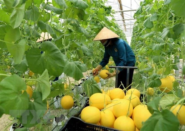 Australia selects nine global agritech firms to transfer technology to Vietnam - ảnh 1