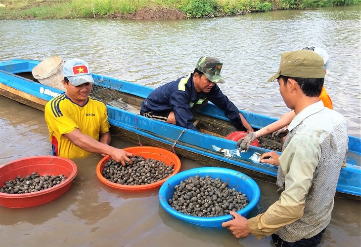 Blood cockle farming gives Ca Mau locals a new life - ảnh 1