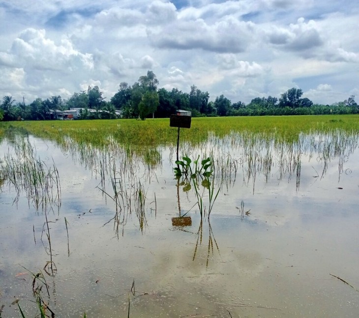 Hau Giang begins rice-field-based fish breeding as flood season comes - ảnh 2
