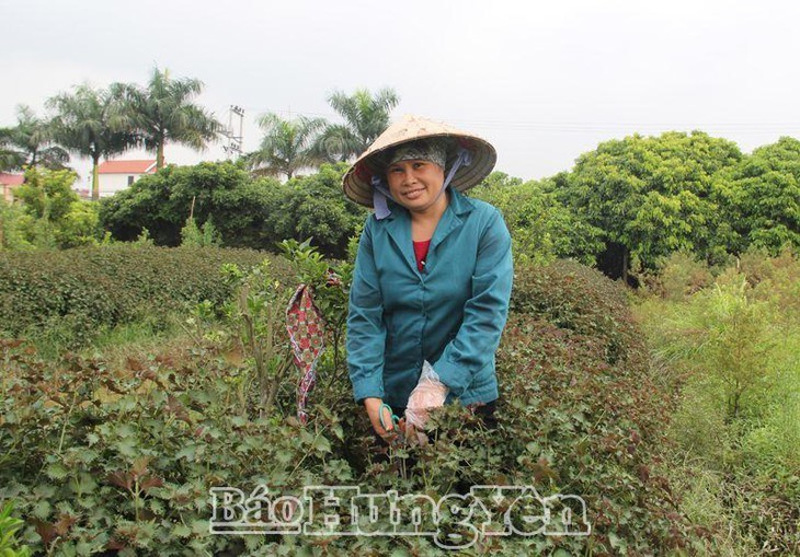 Van Lam develops traditional craft-based economy  - ảnh 2