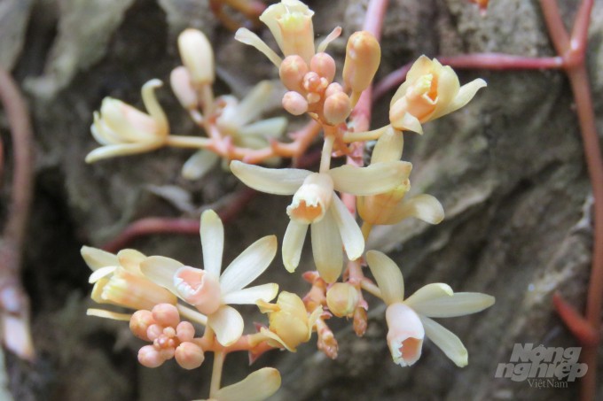 Rare leafless orchid discovered in Quang Tri - ảnh 1