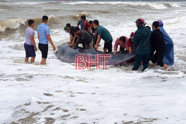 Ha Tinh fishermen save 2-ton whale - ảnh 1